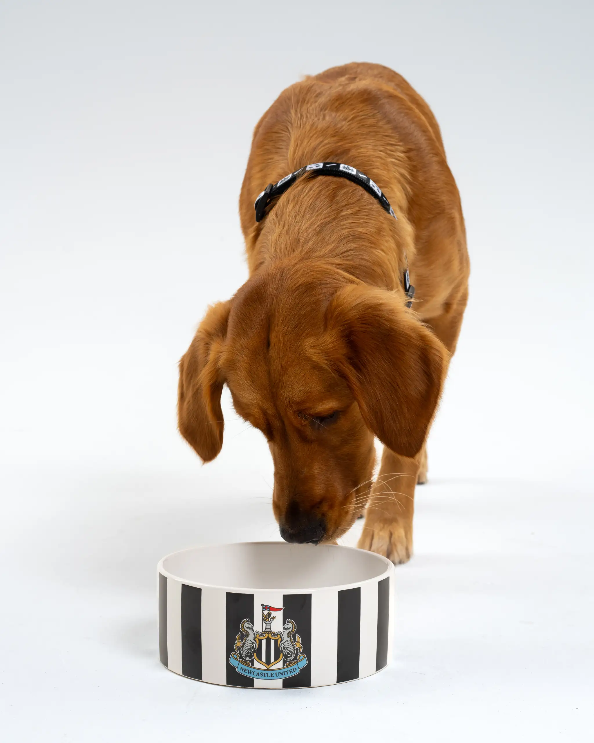 Newcastle United Ceramic Striped Pet Bowl - Image 4