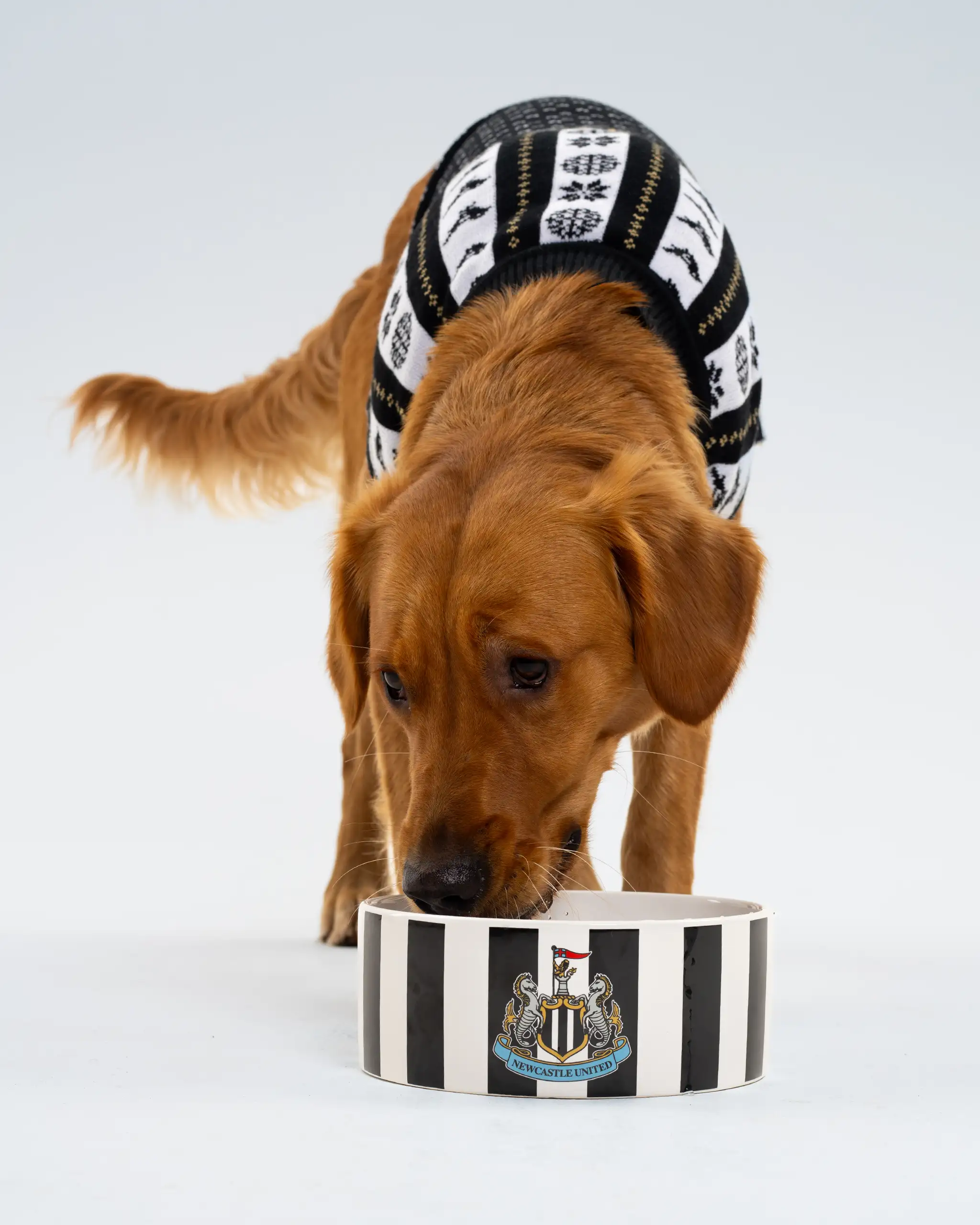 Newcastle United Dog Christmas Jumper - Image 6
